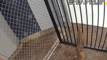 Baby deer unstuck from fence after trying to break into Georgia jail
