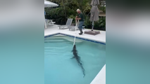 See it: Alligator found lounging at bottom Florida pool removed by trapper