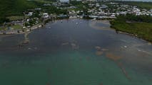 Seaweed overruns some Caribbean beaches as Sargassum hits record levels