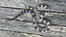 Boa constrictor found hiding under drive-thru window at North Carolina restaurant