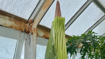 'Corpse flower' with icky smell to bloom next week at Massachusetts botanic garden