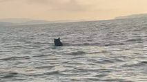 Watch: Black bear spotted swimming through Alabama lake