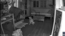 Video shows moment bear, dog go nose-to-nose inside California home