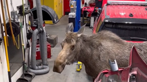 Watch: Momma moose searches Alaska fire department for her calves