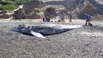 Nearly 2 dozen whales found dead around San Francisco Bay Area, alarming marine experts