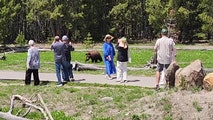 Tourists get dangerously close to bear for photo op at Yellowstone National Park