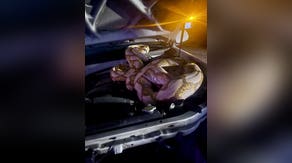 See it: 15-foot python captured in Texas after slithering into engine of pickup truck