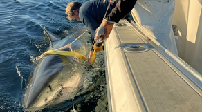 Largest male great white shark ever recorded spotted near famous vacation hotspot