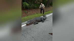 Massive 400 pound alligator 'detained' by North Carolina deputies for 'scaly intentions'