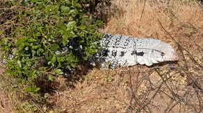 Invasive reptile spotting in California prompts warning in Santa Clara County's top park