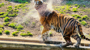 Watch: How zoo animals stayed cool during the summer heat dome