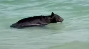 Watch: Florida bear takes a dip in the ocean, naps in beachfront condo