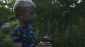 Where did all the fireflies go? It's not too late to help them