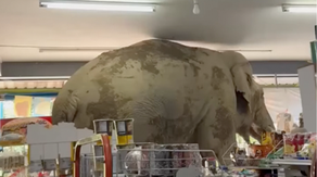 Watch: Wild elephant walks into Thailand grocery store in search of snacks