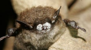 Fatal bat disease discovered in Rocky Mountain National Park