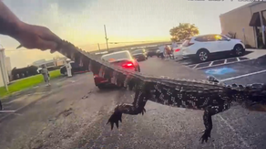 See it: Texas police officers wrangle alligator from under car in church parking lot