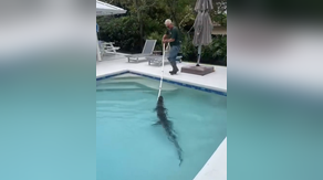 See it: Alligator found lounging at bottom Florida pool removed by trapper