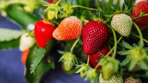 Emerging fungal disease threatens strawberry crop