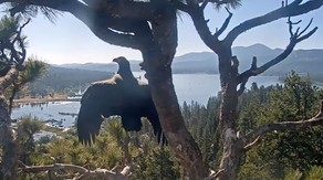 Bald eagle couple Jackie and Shadow are 'empty nesters' after Gizmo takes first flight