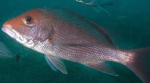 NOAA eases off enhanced restrictions on red snapper fishing off Southeast coast