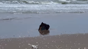 Debris from SpaceX rocket launch reportedly washing ashore on Mexican beaches