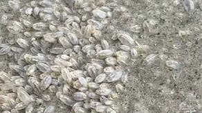 See it: Florida beach overloaded with thousands of sand fleas