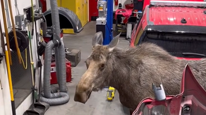 Watch: Momma moose searches Alaska fire department for her calves