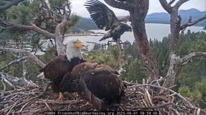 Famous Big Bear Valley eaglet leaves the nest: 'Sunny did it!'