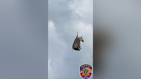 Watch: Runaway pet zebra rescued in Tennessee after spending week on the loose