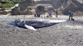 Nearly 2 dozen whales found dead around San Francisco Bay Area, alarming marine experts