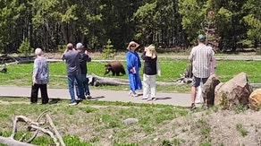 Tourists get dangerously close to bear for photo op at Yellowstone National Park