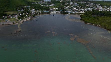Seaweed overruns some Caribbean beaches as Sargassum hits record levels