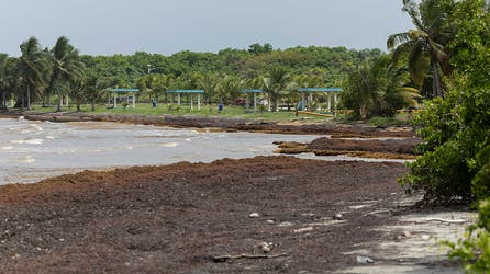 Record-breaking sargassum invasion in Atlantic, Caribbean threatens to foul beach resorts