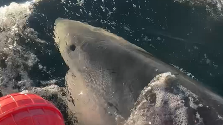 Largest male great white shark 'Contender' returns to waters off Florida's coast in time for Spring break