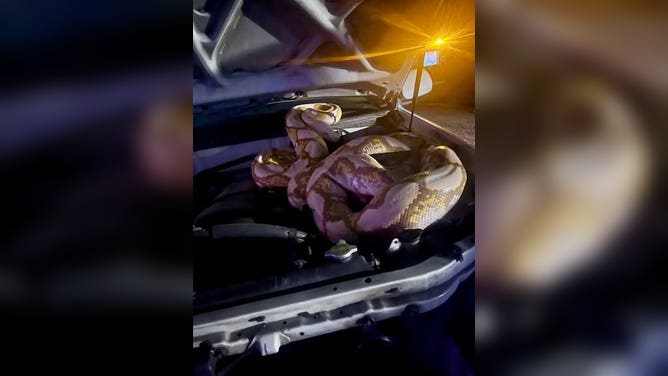 Animal control officers were able to safely capture and remove a 15-foot-long reticulated python from the engine of a pickup truck in Garland, Texas.