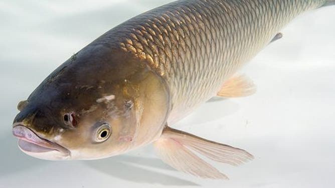 FILE: Grass carp.