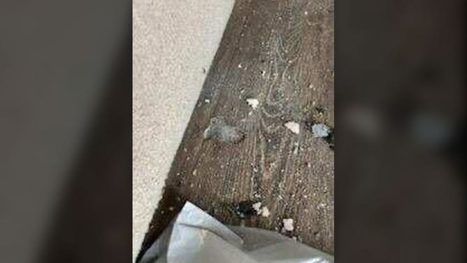 Damage is seen at a home in Henry County, Georgia, after an apparent meteor hit a home on June 25, 2025.