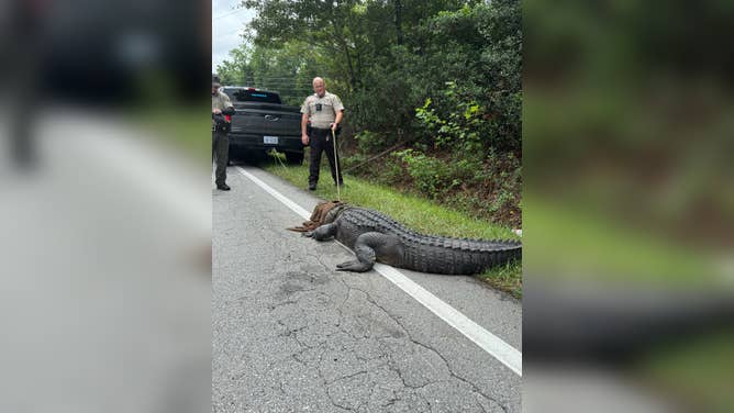 Pepe the alligator challenges Onslow Sheriff's deputy.