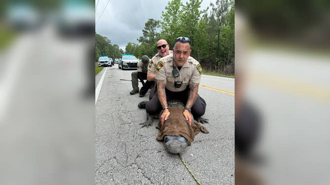 Deputies sit on Pepe the alligator. 
