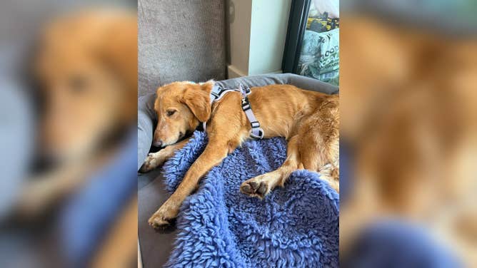 Amber the dog resting after returning home from her 36 day excursion across England. 