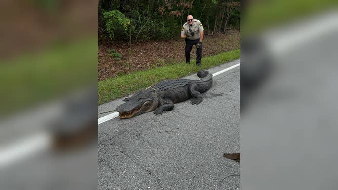 Massive 10-foot alligator named Pepe shows off his size next to an Onslow Sheriff's Deputy.