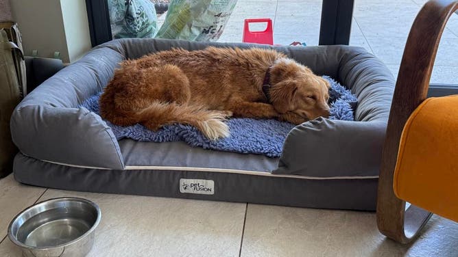 Amber in her foster home after she was saved after 36 days on the run.