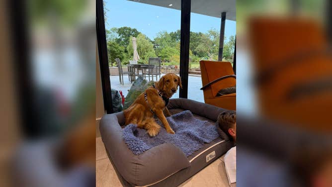 Amber the dog escaped her foster family after only two days in the UK.
