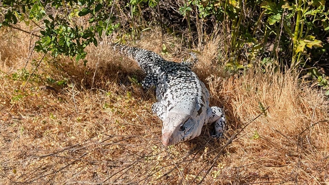 The Santa Clara County Parks Department said an Argentine black and white tegu was found earlier this month at Joseph D. Grant County Park.