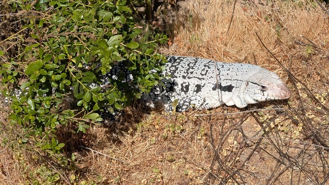 The Santa Clara County Parks Department said an Argentine black and white tegu was found earlier this month at Joseph D. Grant County Park.