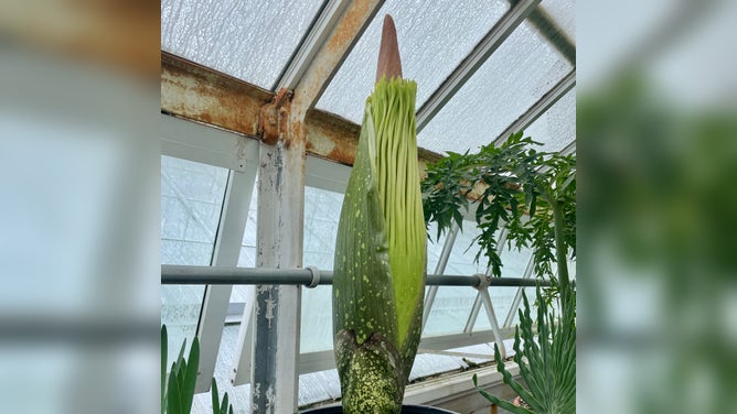 U2, the corpse flower about to bloom at Smith College Botanic Garden in Northampton, Massachusetts. 