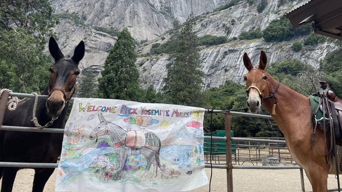 Two Yosemite Mules stand by a poster made by Junior Rangers in support of the mules.