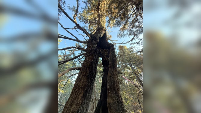 An investigation led fire officials to believe the tree was hit by lightning on June 9.