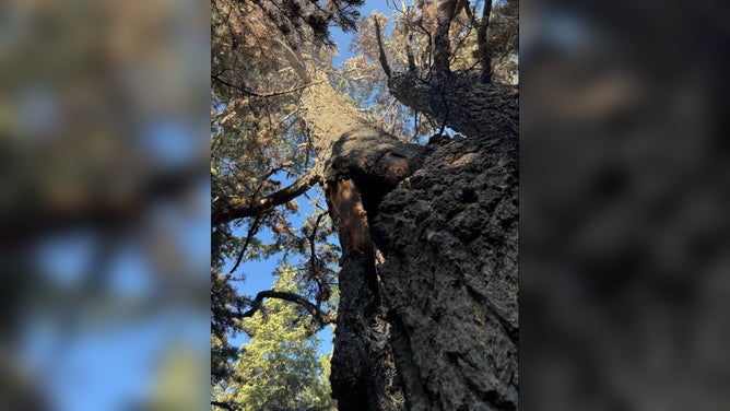 The fire ignited in the base of the tree, causing all moisture and sap to smolder.