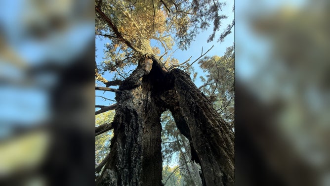 High winds alerted firefighters to the fire.